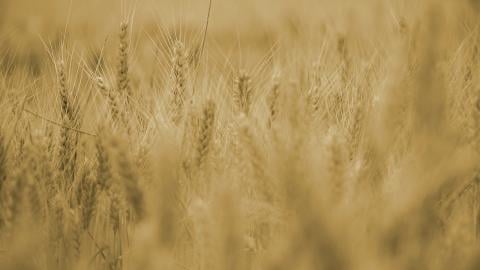 Harvest wheat shown in a wheat field.