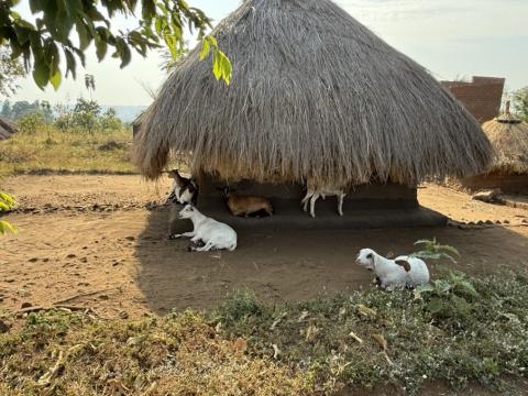 Goats relaxing by a straw hut in East Africa.